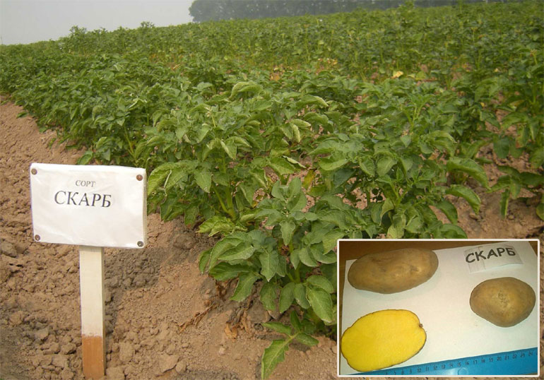 Характеристика картофеля Скарб: описание сорта, урожайность, фото, отзывы0