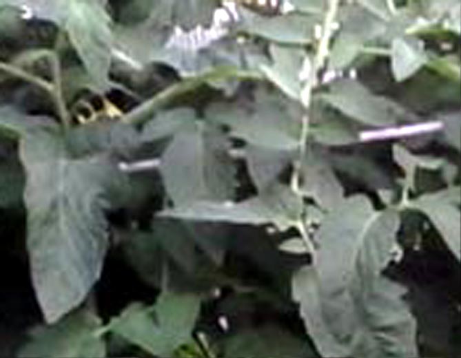 Характеристика сорта Биг Мамочка: фото томата, описание и отзывы огородников2