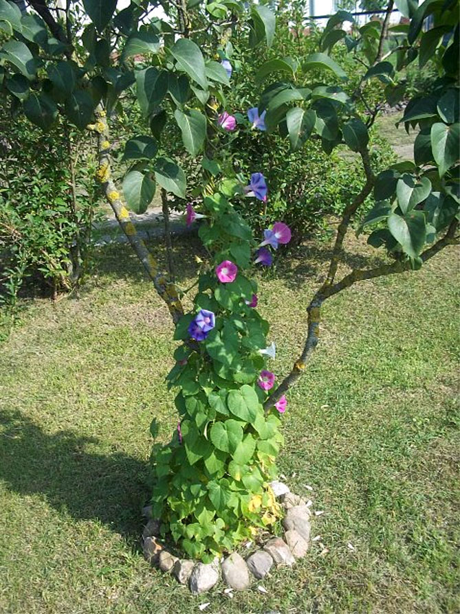 Однолетние цветы ипомея – посадка и уход в открытом грунте, фото 40