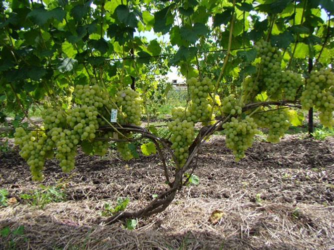 Сорт винограда Лаура — описание и характеристики, морозостойкость, урожайность, отзывы4