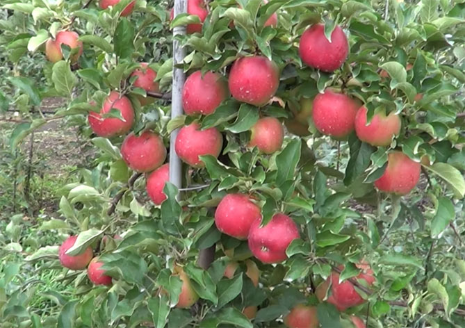 Сорт яблони Лигол – характеристика и описание, фото, отзывы садоводов1