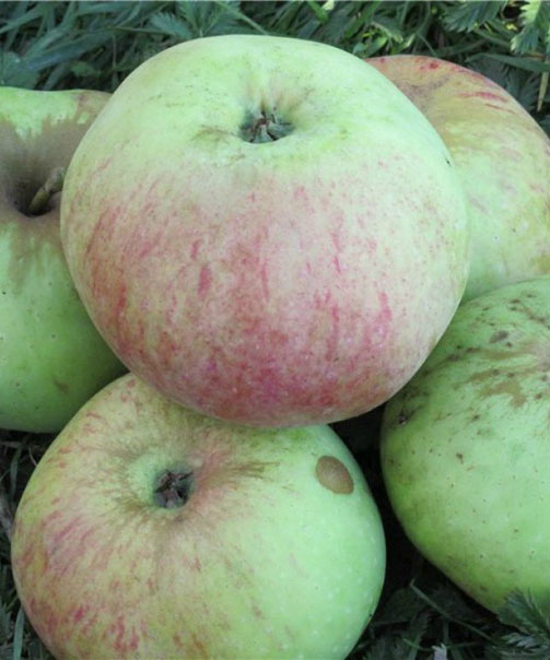 Описание сорта яблони Богатырь: морозостойкость, опылители, отзывы1