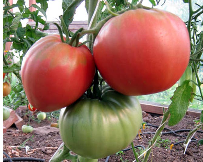 Сорт помидор Чудо земли — характеристика, описание плодов, отзывы огородников, фото1