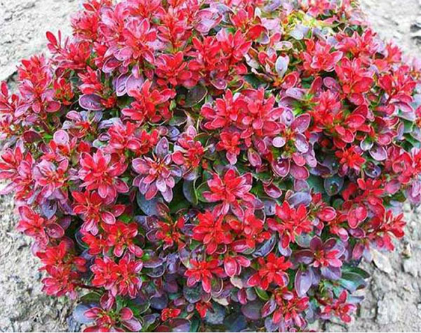 Лучшие растения для альпийской горки – цветущие, многолетние, хвойные37
