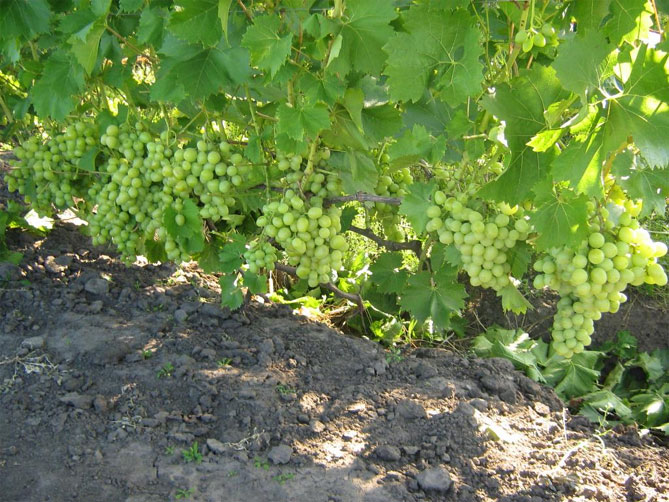 Описание сорта винограда Аркадия: морозостойкость, урожайность, отзывы7