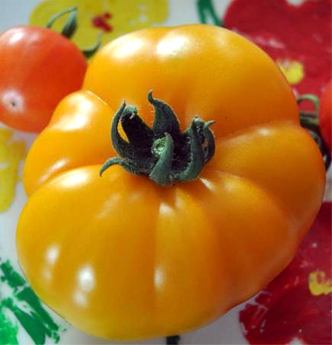Сорт помидор Хурма — характеристика и описание, отзывы, фото4