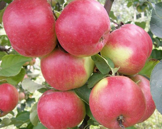 Сорт яблони Жигулевское — описание, морозостойкость, урожайность, фото и отзывы1