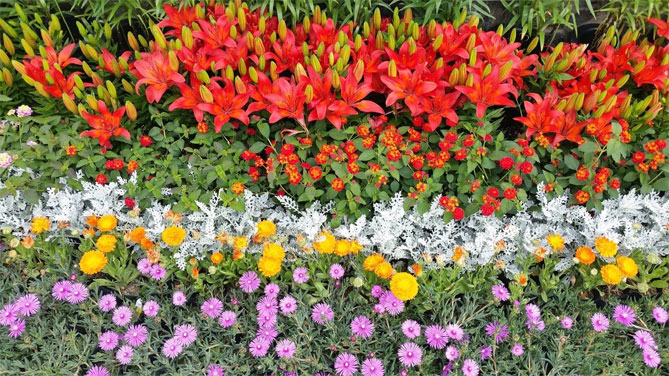 Цветы лилии садовой – посадка и уход, размножение21