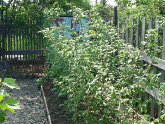 Яркая малина: описание и характеристика сорта, отзывы садоводов, особенности посадки, выращивания и ухода за растением