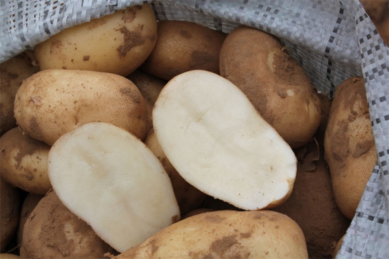 Сорт картофеля Удача: описание, фото, отзывы огородников