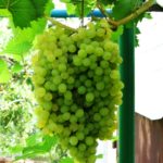 Виноград Мускат Русбол: описание сорта с характеристиками и отзывами