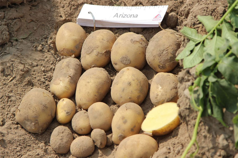 Картофель Аризона — характеристика сорта, отзывы, вкус, фото6