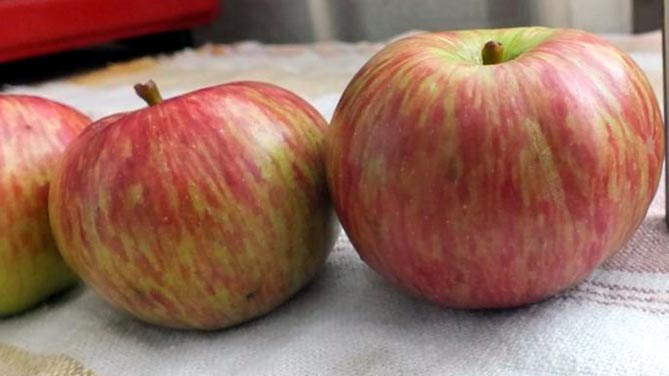 Сорт яблони Кэнди — описание и фото, отзывы садоводов3