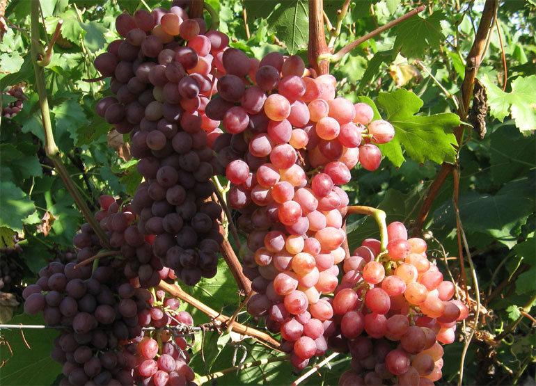 Лучистый Кишмиш — описание сорта винограда, отзывы0