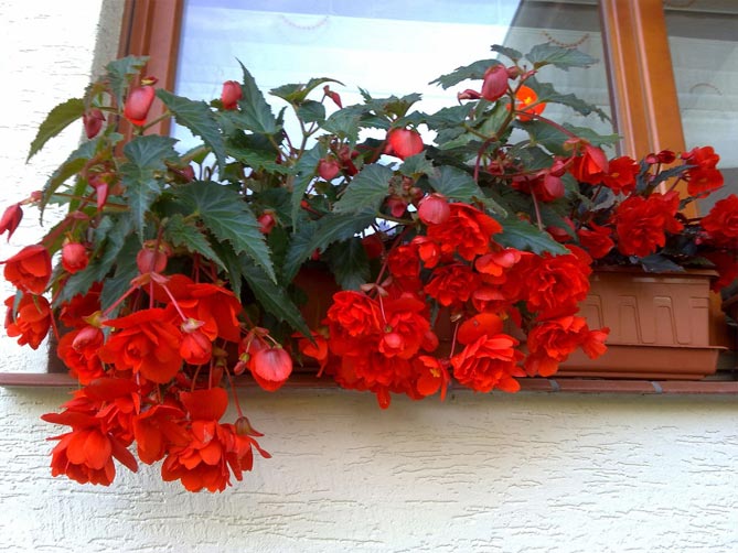 Какие цветы выращивают на балконе фото и названия32