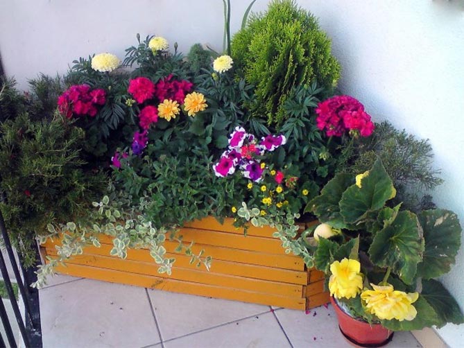 Какие цветы выращивают на балконе фото и названия12