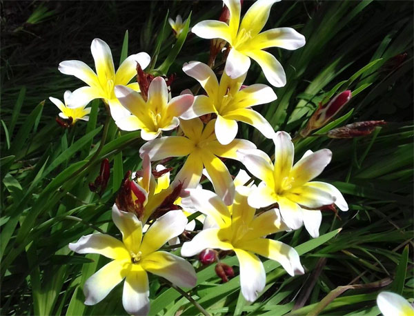 Цветы спараксис: посадка, выращивание и уход в открытом грунте, фото в саду, сорта8