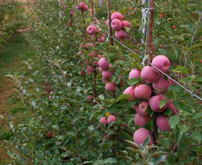 Описание сорта яблони Флорина: урожайность, характеристики яблок, фото, отзывы5