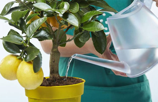 Как вырастить лимон дома: уход, обрезка, прививка8