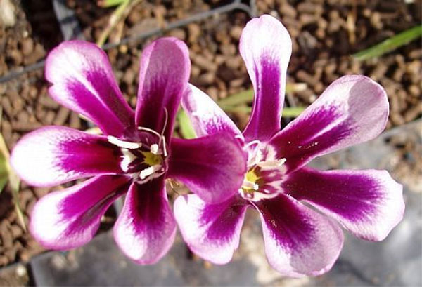 Цветы спараксиса: посадка, выращивание и уход в открытом грунте, фото в саду, сорта10
