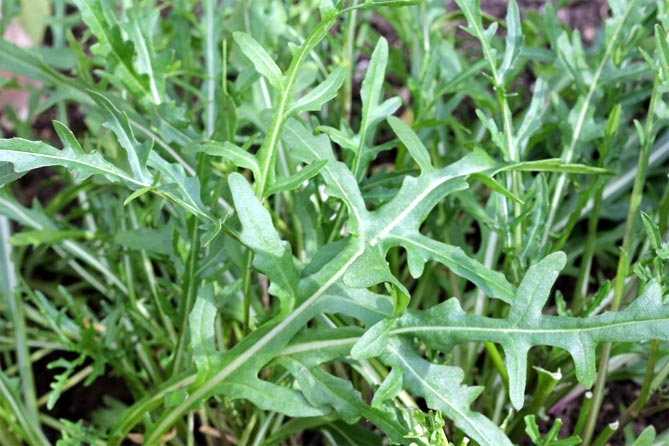Пряные травы - фото, названия, растущие в огороде22