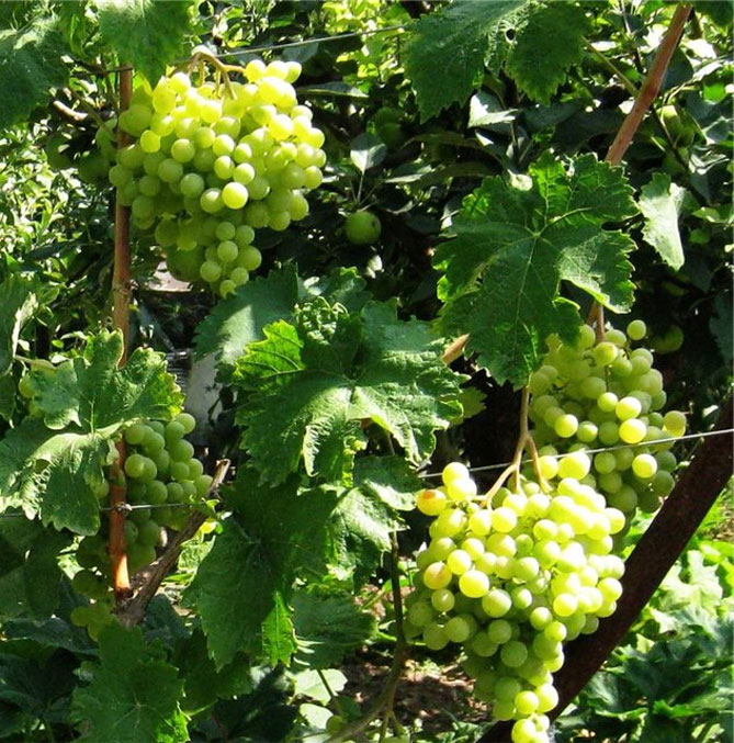 Сорт винограда Делайт - описание и характеристика, фото, отзывы1