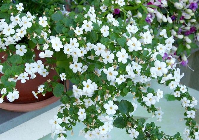 Какие цветы выращивают на балконе: фото и названия45