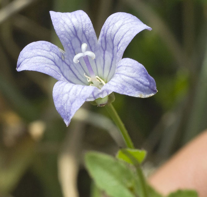 Цветок колокольчик: вырастить из семян, когда сажать, посадка и уход15