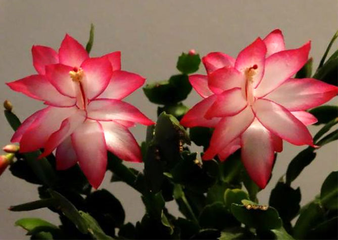 Комнатный цветок Шлюмбергера (декабрист) – уход в домашних условиях, пересадка, фото2