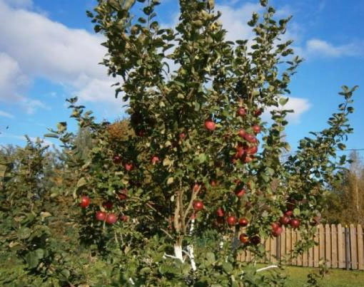 Описание сорта яблони Орлик, отзывы садоводов, фото1