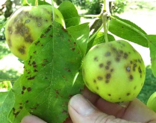 Выращивание яблони сорта Антоновка