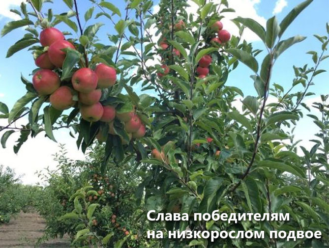 Описание сорта яблок Слава победителям: урожайность, фото, отзывы2