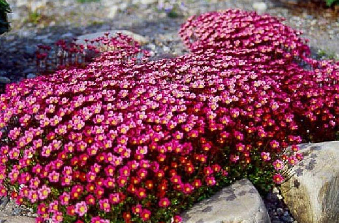 Цветок камнеломка – посадка и уход в открытом грунте, описание сортов, фото8