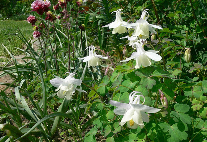 Цветок аквилегия – посадка семенами, уход в открытом грунте, фото сорта58