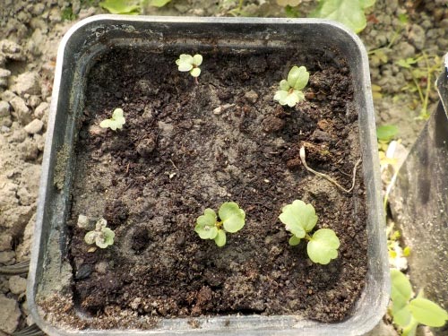 Посадка и выращивание клубники из семян: технология ухода в домашних условиях6