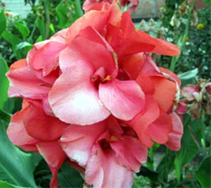 Цветок канна – размножение, посадка, уход8