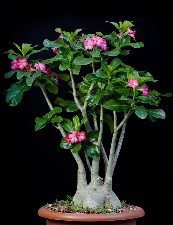 Цветок адениум – уход и выращивание в домашних условиях, фото3