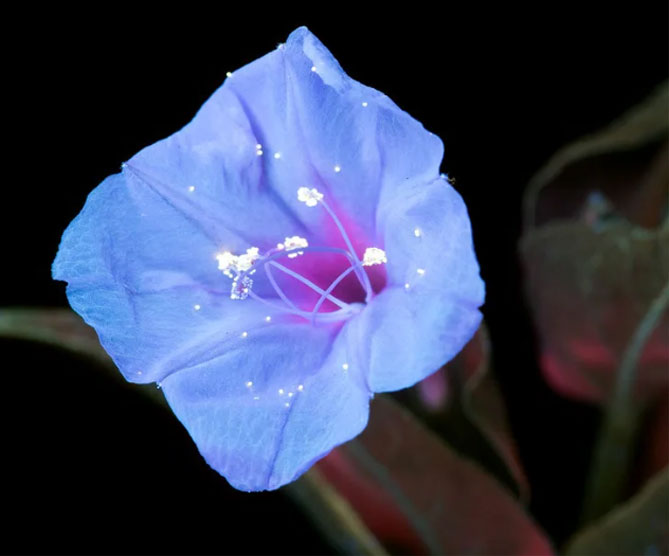 Цветы мирабилис (ночная красавица) – посадка и уход, фото13