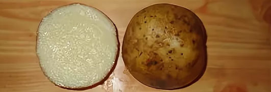 Описание сорта картофеля Невский, фото, отзывы садоводов3