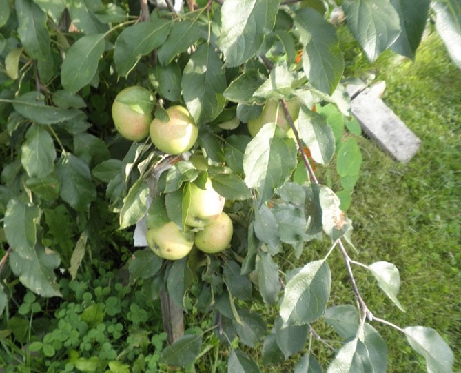 Описание сорта яблони Чудное: опылители, урожайность, морозостойкость, отзывы2