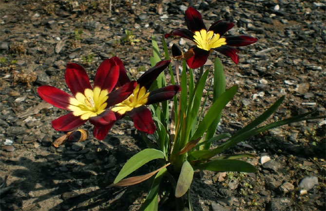 Цветы спараксиса: посадка, выращивание и уход в открытом грунте, фото в саду, сорта26