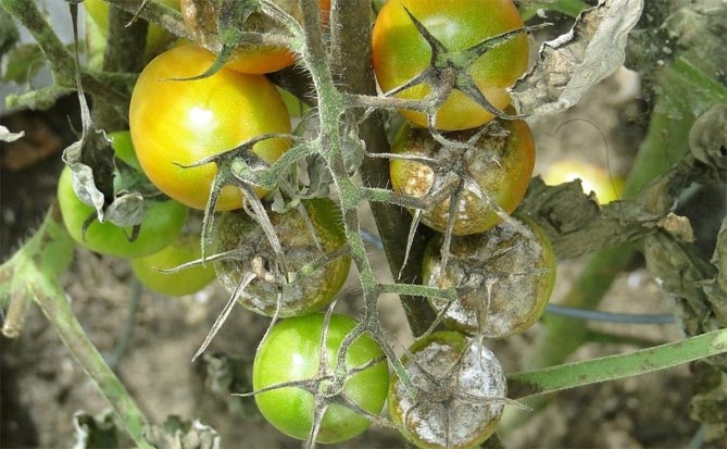 Болезни и вредители томатов — фото и описание, профилактика и лечение19