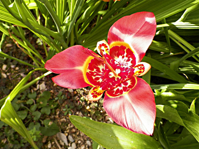 Цветок тигридия павлинья: посадка, выращивание и уход в открытом грунте, сорта, фото1