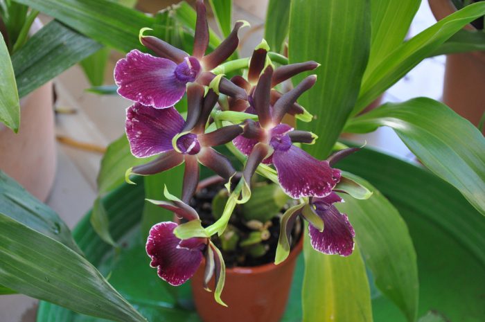 Орхидея зигопеталум1