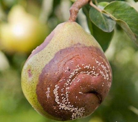 Выращивание сорта груши Фаворитка