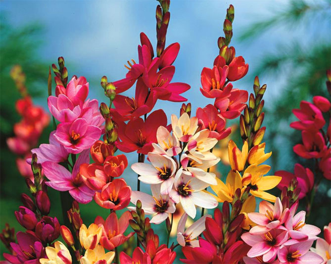 Цветок иксия – посадка, выращивание и уход, фото сорта2