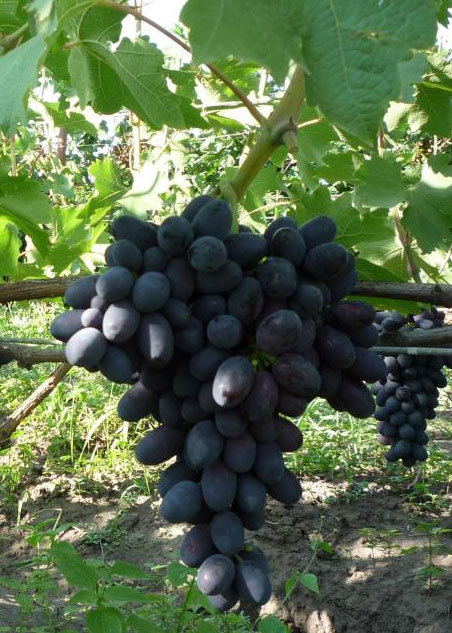 Виноград Кодрянка - характеристика и описание сорта, морозостойкость, урожайность, отзывы2