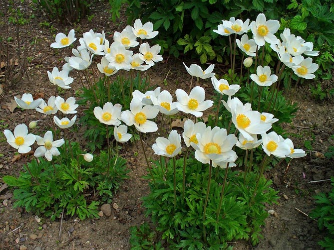 Цветы ветреницы (анемона): посадка и уход, размножение, фото видов и сортов8