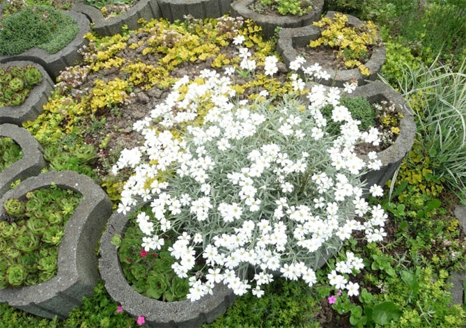 Цветок ясколка (биберштейн, войлок) - посадка и уход, фото28