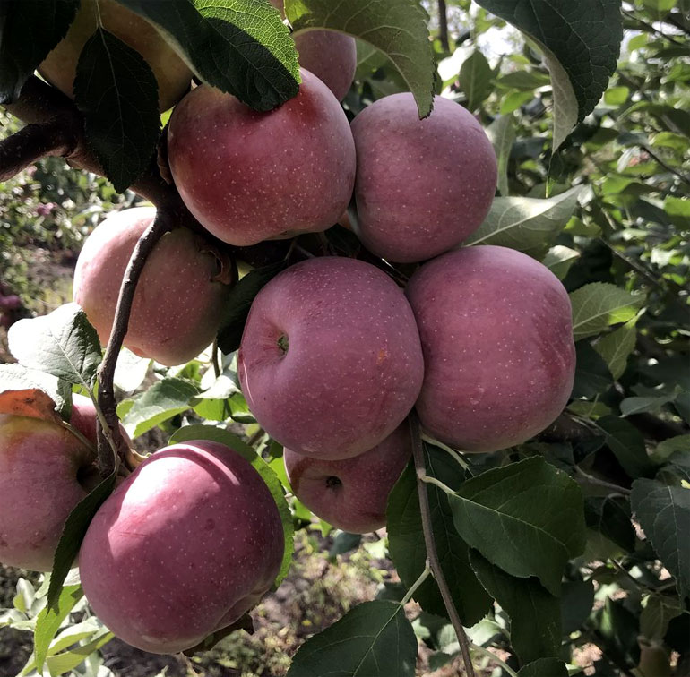 Описание сорта яблони Флорина: урожайность, характеристики яблок, фото, отзывы0